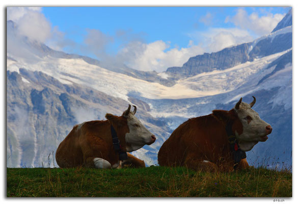 GW0431.Kühe vor Oberem Gindelwaldgletscher