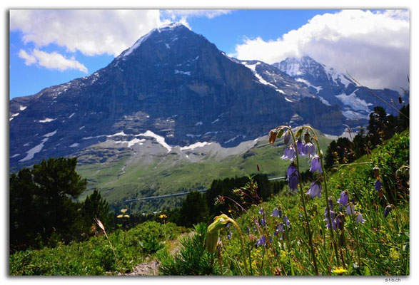 GW0321.Eiger mit Glockenblume