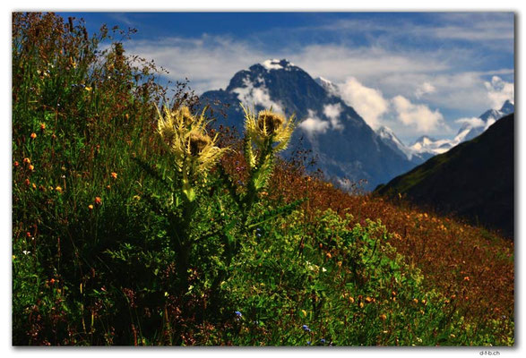 GW0378.Silberdistel vor Eiger