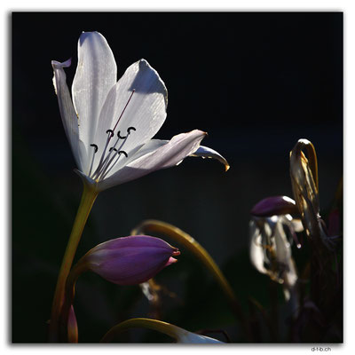 AU1281.Hobart.Blume Princes Park