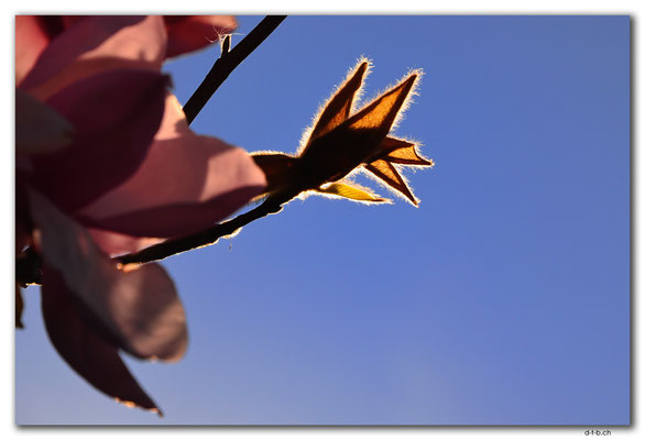 NZ1006.Christchurch.Blüte