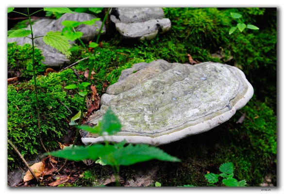 PL167.BialowiezaN.P. Pilz