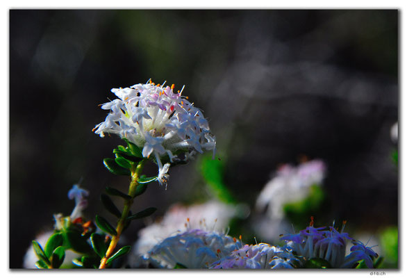 AU0568.Grigsons Lookout.Blume