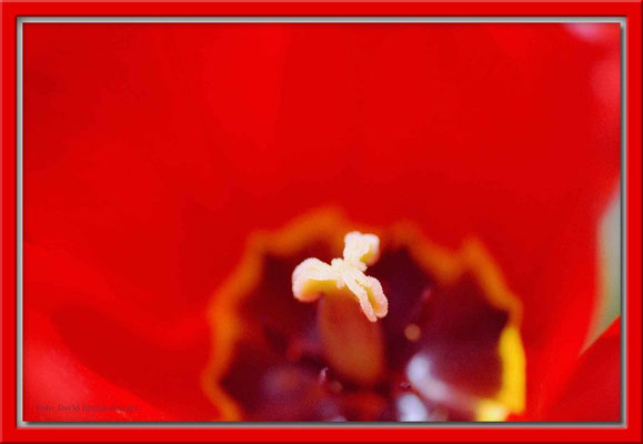 A0023 Tulpe,Klosters,CH