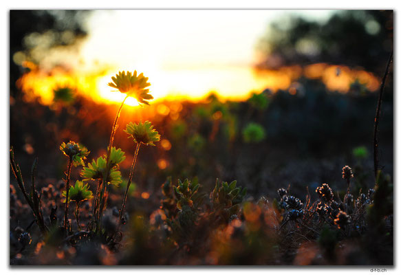 AU0408.Sonnenuntergang mit Blume
