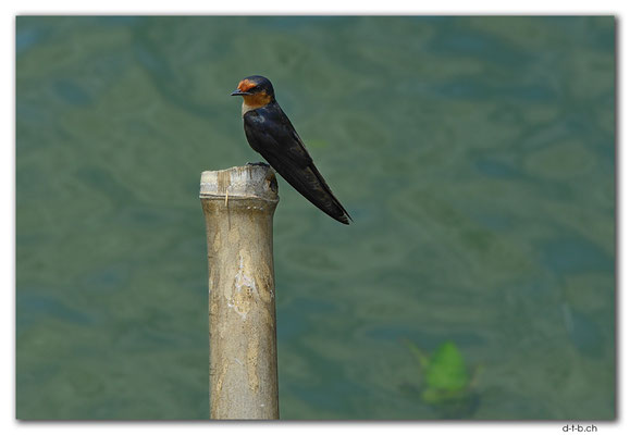 PH0097.Alaminos.Mangrove Park.Swallow
