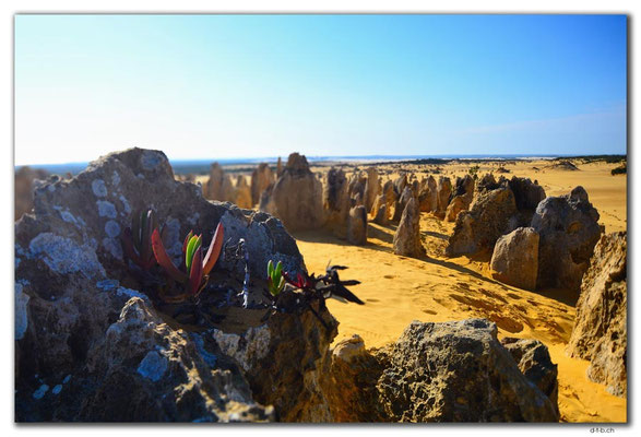 AU0591.Nambung N.P.Pinnacles