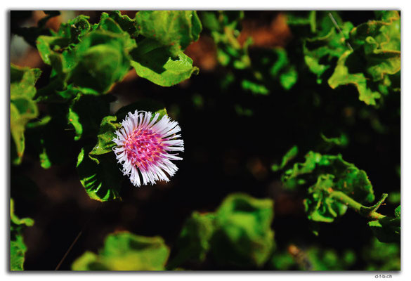 AU0364.Blume