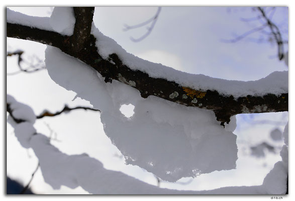 GW0010.Schnee am Ast