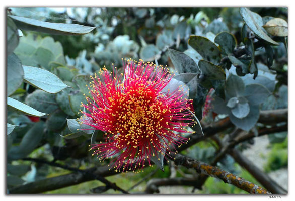 AU0709.Perth.Kings Park.Small leaved Mottlecah