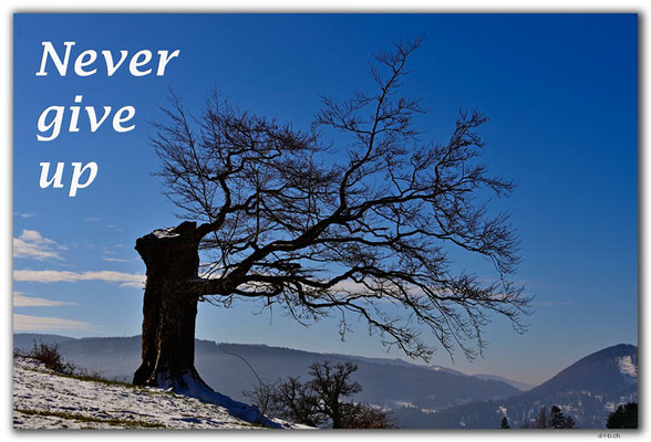 T062.Tree.Moutier.Switzerland