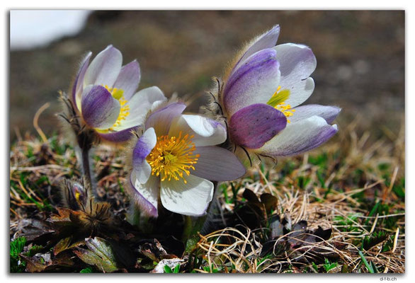GW0262.Pasque Flower