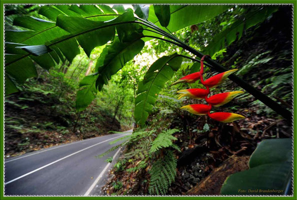 JM028.Fern Gully