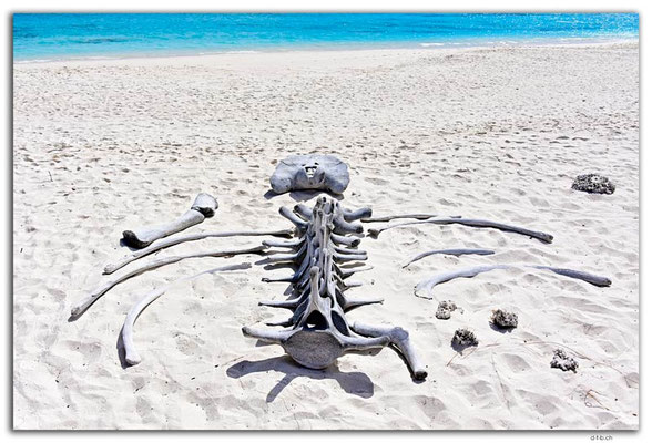 EQ0059.Española Island.Gardner Bay.Humpback Whale Bones