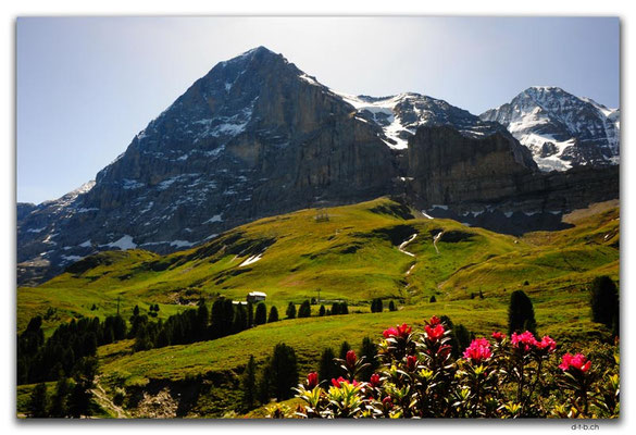 GW0287.Alpenrose vor Eiger