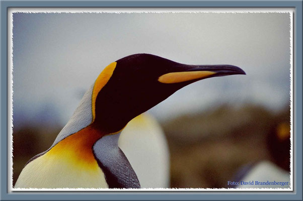 123.Königspinguin,South Georgia