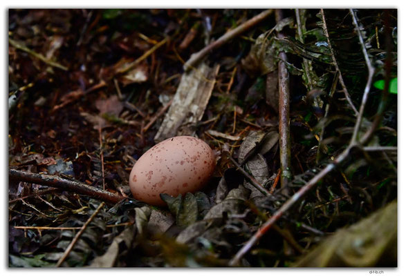EQ0312.Los Bancos.Cascada Tatala. Egg of Chestnut-crowned Antpitta