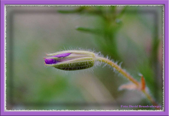 A0156.Blume.Gotland.SE