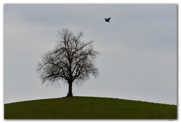 A0915.Baum.Uetliberg.CH