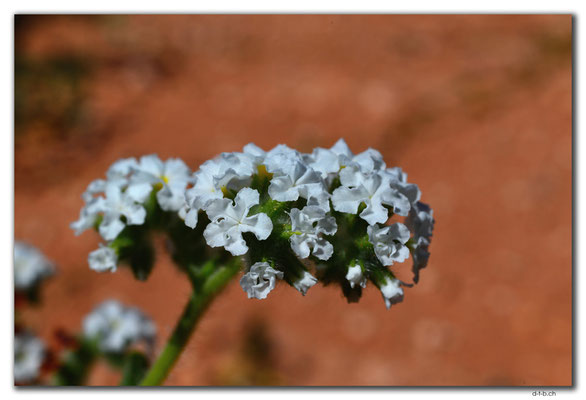 AU0367.Blume