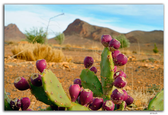 MA0282.Cacti fruits.Oleocactus.Gourrama