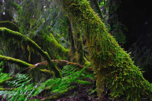 CA0140 Squamish Regenwald