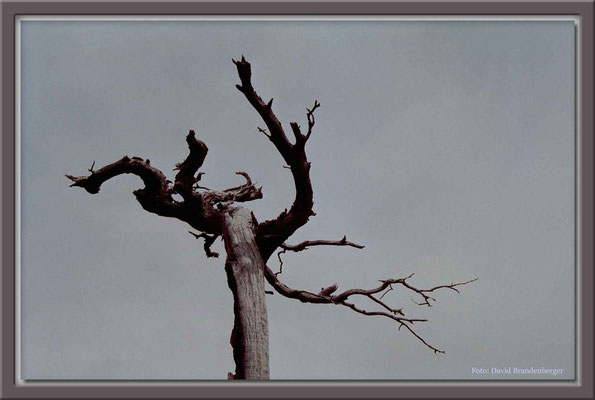 149.Baum,P.N.Torres del Paine,Chile