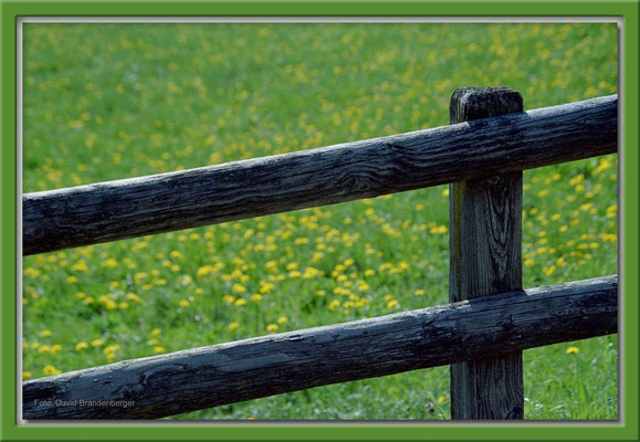 A0041,Zaun,Klosters,CH
