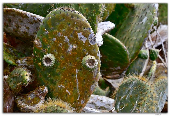EQ0226.Genovesa Island.Lava Cactus face