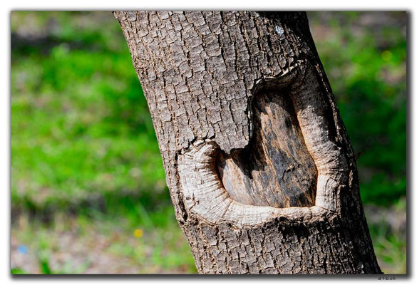 TR0288.Antalya.Uni.Herz im Baum