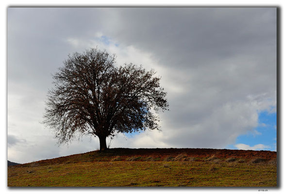 TR0091.Baum auf Hügel
