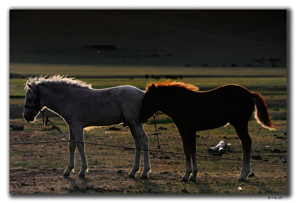MN0069.Orkhon Valley.Fohlen