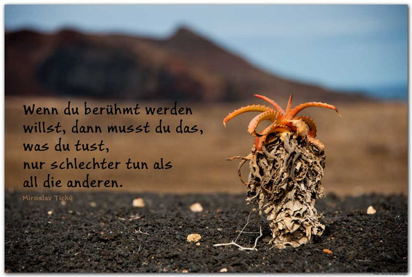 S0181.Kaktus.Lanzarote.ES. Text: Miroslav Tichy
