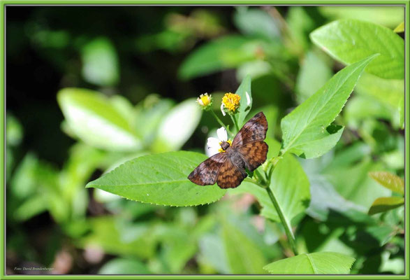 JM014 Schmetterling
