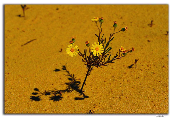 AU0580.Nambung N.P.Pinnacles.Blume