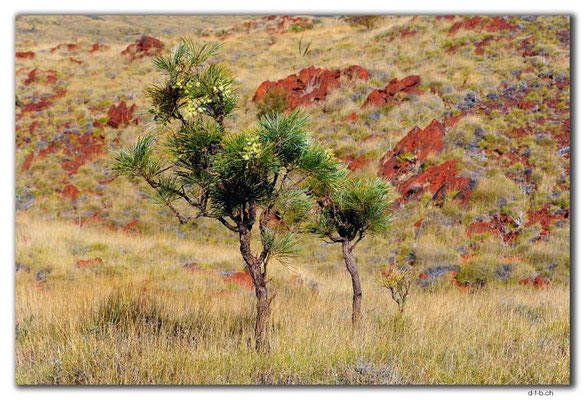 AU0333.Karratha.Caustic Bush