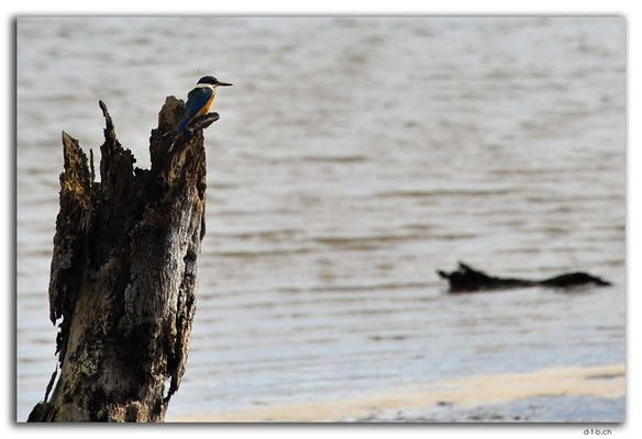 NZ0208.Whangarei.Kingfisher