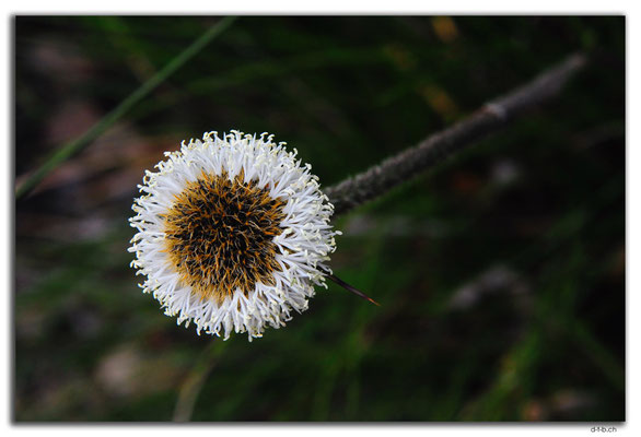 AU0772.Mt.Burnett.Blume