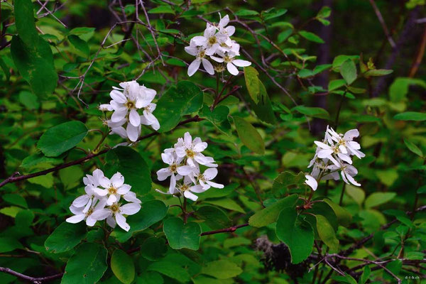 CA0201 Paul Lake Blumen