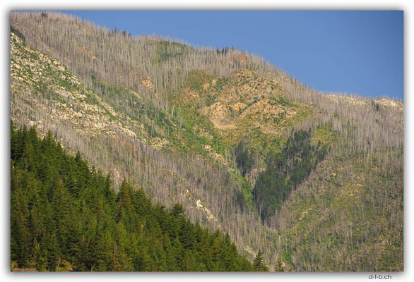 CA0529.Burnt Forest around Lytton