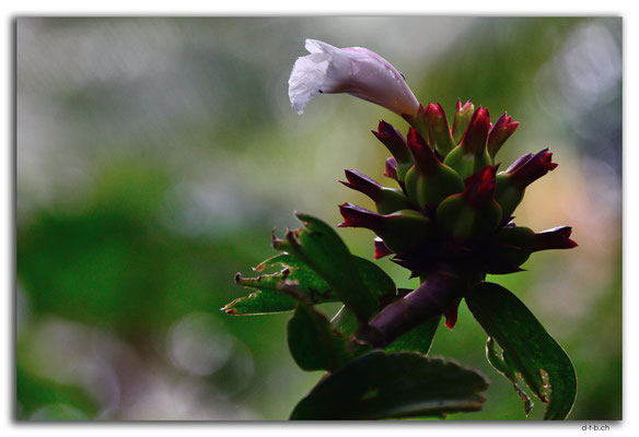 ID0082.Ubud.Blume