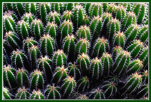 LAN021 Jardin de Cactus