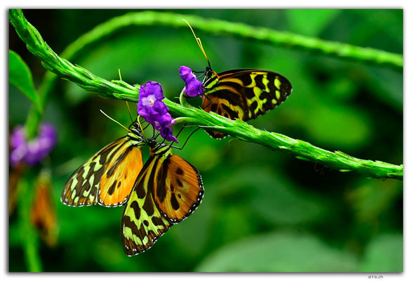 EQ0323.Mindo.Mariposario.Tithorea harmonia