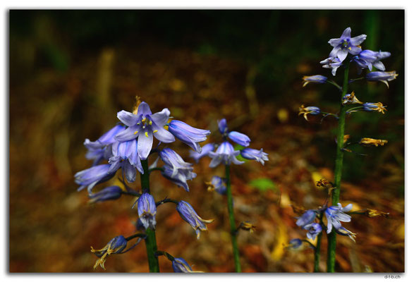NZ0277.Hamilton.Blume