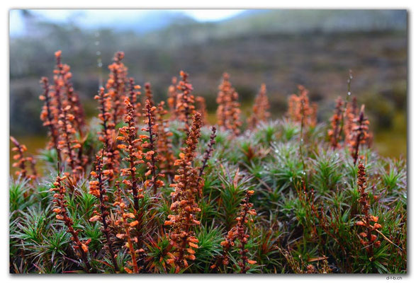 AU1373.Overland Track.Pelion Gap.Richea Scoparia