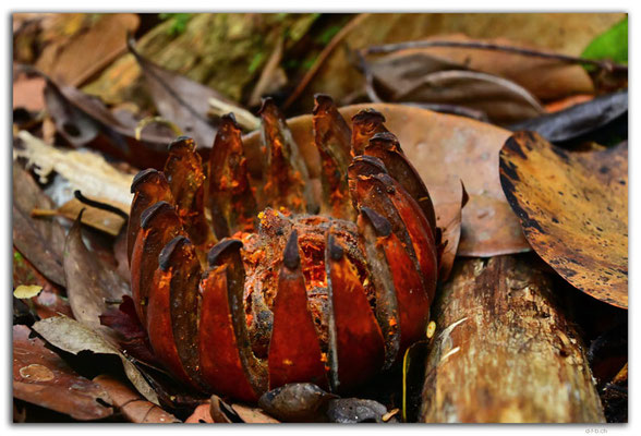 SR0037.Brownsberg N.P.Fruit
