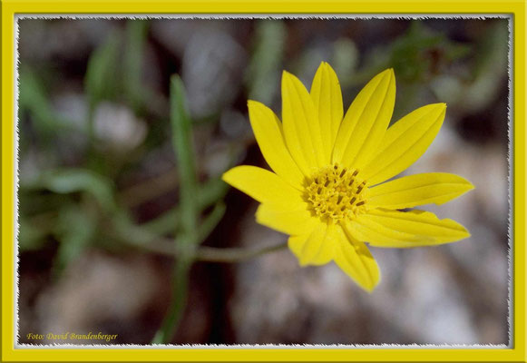 A0234.Blume.Fuente del Puma.UY