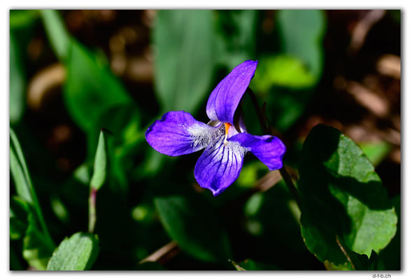 CA1046.Cypress Hills, Saskatchewan.Orchid