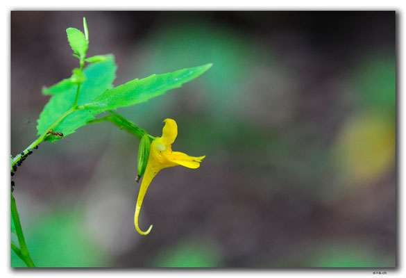 PL180.BialowiezaN.P. Orchidee