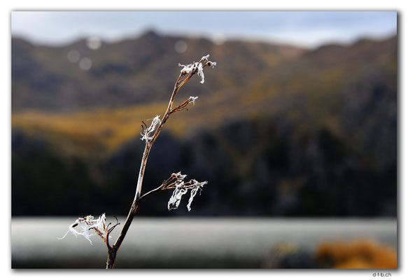 NZ0503.Kahurangi N.P.Flower at Sylvester Lake